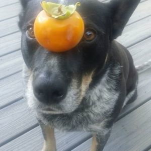 Meet your Posher, Florence jean